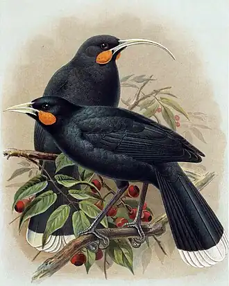 Huia aus Walter Buller: A History of the Birds of New Zealand, 1888