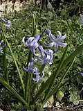Hyazinthe (Wildform) in Galiläa (Israel)