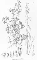 Illustrationen von Hydrolea elegans (links) und Hydrolea glabra (rechts)