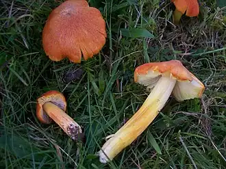Feuerschuppiger Saftling Hygrocybe intermedia