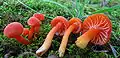 Mennigroter Saftling Hygrocybe miniata