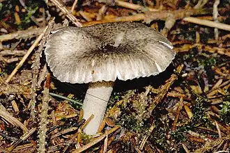 Schwarzpunktierter Schneckling (Hygrophorus pustulatus)