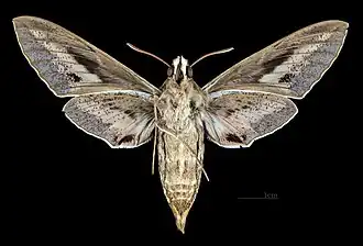 Weiblich - △Ventralansicht