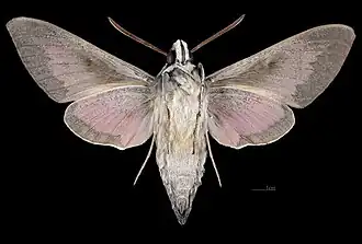 Männlich △ Ventralansicht