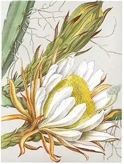 Hylocereus monacanthus