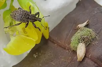 Der Rhön-Kokonrüssler Hypera pandellei folwacznyi kommt weltweit nur in der Rhön vor.