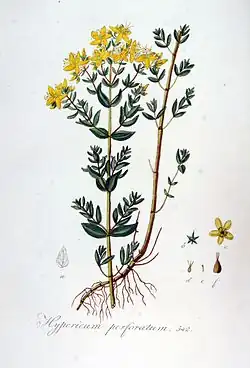 Illustration aus der Flora Batava