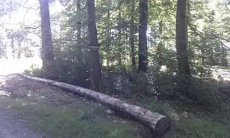 Schwarzer Berg Spessart