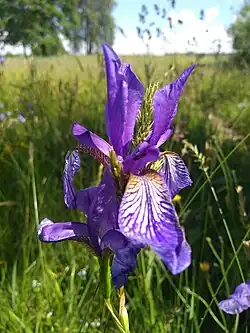Sibirische Schwertlilie