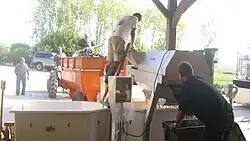 Entrappen von roten Trauben im Burgund