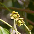 Weibliche Blüte von Idesia polycarpa
