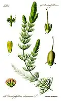 Raues Hornblatt (Ceratophyllum demersum)