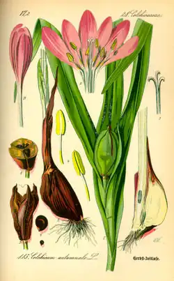 Illustration von Otto Wilhelm Thomé