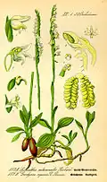 Spiranthes spiralis (links) Illustration in: Otto Wilhelm Thomé: Flora von Deutschland, Österreich und der Schweiz, Gera (1885)