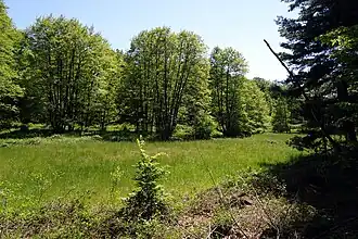 Wiese und Auwald am Hahnwiesenbach (2021)