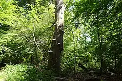 Stehendes Totholz mit Baumpilzen (2021)