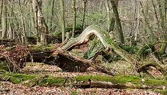 Typisches Urwaldszenario