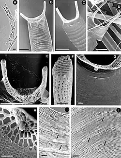 Eucampia cornuta(?⇒ Neomoelleria cornuta)