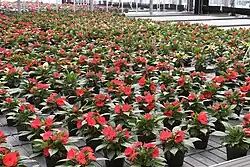 Impatiens Neu-Guinea-Hybriden im Gewächshaus