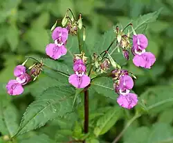 Indisches Springkraut nimmt überhand