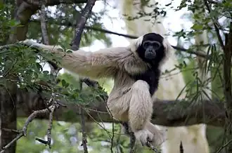 Kappengibbon