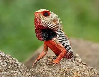 Calotes versicolor, Indien