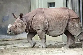 Panzernashorn (Rhinoceros unicornis)