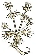 Hortus sanitatis 1491. Abbildung der Feld-Mannstreu zum Kapitel inguirialis. stellaria