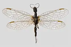 Präparat von Inocellia crassicornis, der Dickhörnigen Kamelhalsfliege