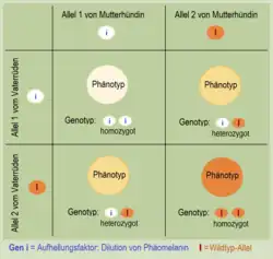 Intermediäre Vererbung des Aufhellungsfaktors i