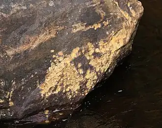 2024 Normandina pulchella