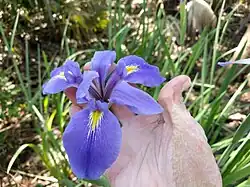 Iris giganticaerulea