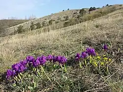 Natürliches Vorkommen über Kalkstein