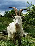 Irish Goat