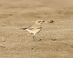 Isabellsteinschmätzer (Oenanthe isabellina)