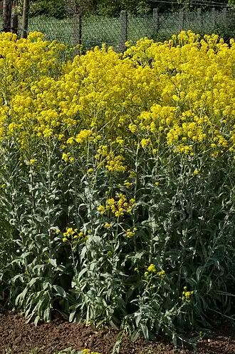 Wuchs, Gesamtansicht