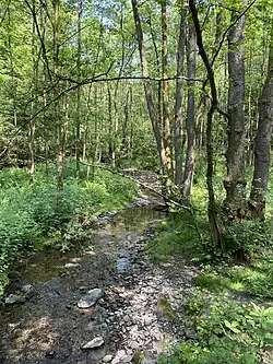 Ispingrader Bach im Erlenauwald