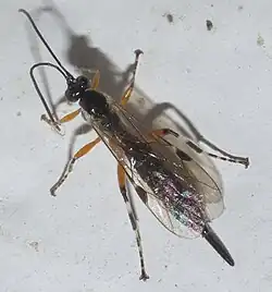 Itoplectis conquisitor ♀