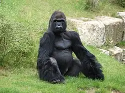 Gorilla im Zoologischen Garten