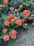Ixora chinensis