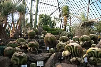 Mexikanische Kakteen in einem Gewächshaus
