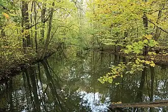 Die Mittlere Paußnitz kurz nach der Brückenstraße
