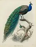 Blauer Pfau aus Daniel Giraud Elliot: A monograph of the Phasianidae, or, Family of the pheasants, 1872