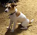 Jack Russell Terrier