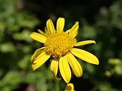 Wasser-Greiskraut (Senecio aquaticus)