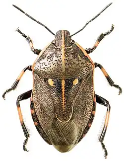 Silberperlenwanze (Jalla dumosa)