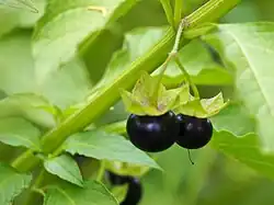 Jaltomaten (versch. Jaltomata-Arten in versch. Farben; Gelb bis Rot oder Schwarz)