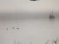 Wasservögel bei Nebel