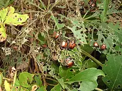 Typischer Skelettierfraß des Japankäfers