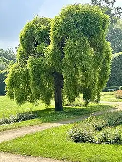 Abbildung eines japanischen Schnurbaums, der im Schlosspark wächst